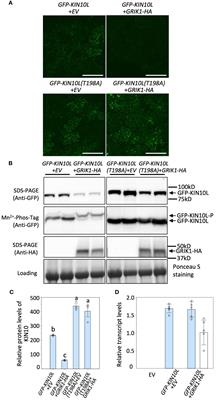 GRIK phosphorylates and activates KIN10 which also promotes its degradation